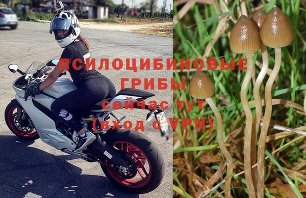 apvp Бородино